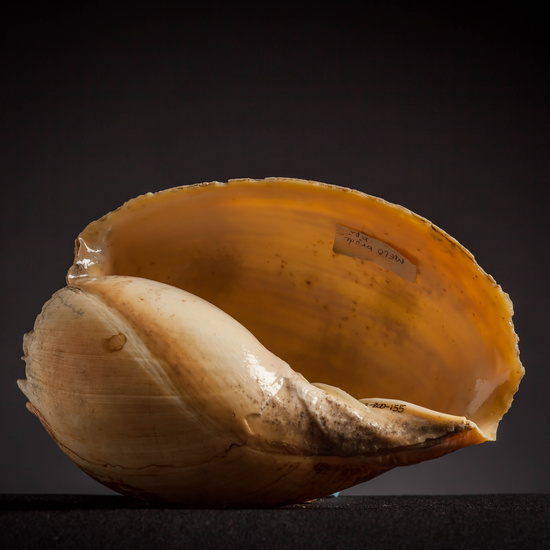 IES_CARDENALCISNEROS_CONCHAS_126