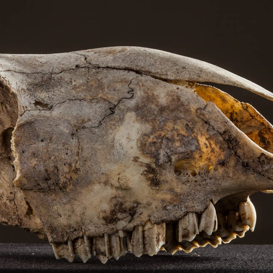 IES_ISABELLACATOLICA_BIOLOGIA_601