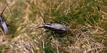 Longicornio zapador (Dorcadion hispanicum)