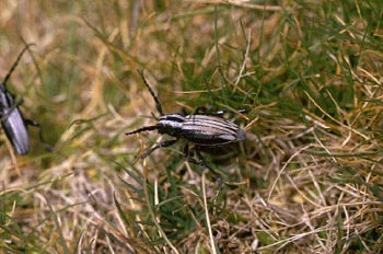 Longicornio zapador (Dorcadion hispanicum)