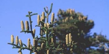 Abeto pinsapo - Piñas (Abies pinsapo)