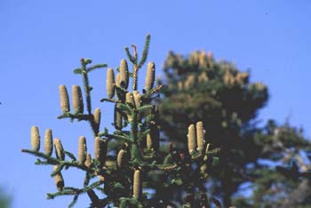 Abeto pinsapo - Piñas (Abies pinsapo)