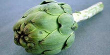 Alcachofa