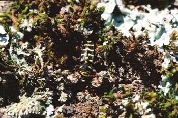 Plagionotus arcuatus