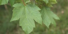Arce blanco - Hoja (Acer pseudoplatanus)