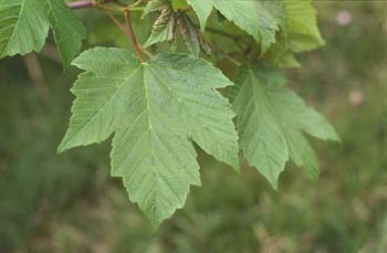 Arce blanco - Hoja (Acer pseudoplatanus)