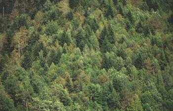 Abeto blanco - Bosque (Abies alba)