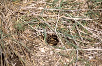 Araña lobo o Tarántula (Lycosa tarentula)