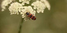 Escarabajo ajedrezado (Trichodes sp)