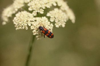 Escarabajo ajedrezado (Trichodes sp)