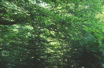 Haya - Hoja (Fagus silvatica)