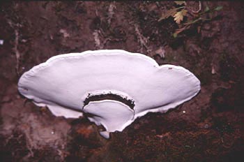 Yesquero aplanado (Ganoderma applanatum)