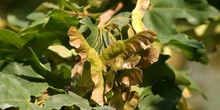 Arce campestre - Frutos (Acer campestris)