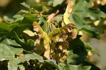 Arce campestre - Frutos (Acer campestris)