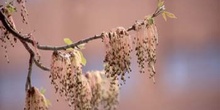 Arce negundo - Flor (Acer negundo)