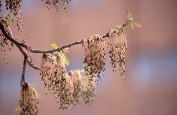 Arce negundo - Flor (Acer negundo)