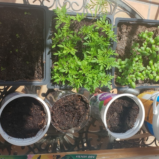 2020_05_07_El huerto en abril_CEIP FDLR_Las Rozas 14