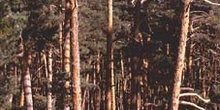 Pino silvestre - Bosque (Pinus sylvestris)