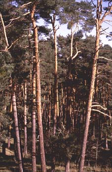 Pino silvestre - Bosque (Pinus sylvestris)