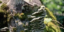 Trametes sp.