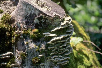 Trametes sp.