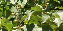 Paulonia (Paulownia tomentosa)