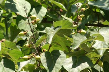 Paulonia (Paulownia tomentosa)