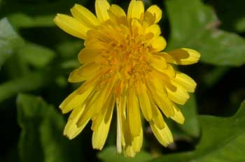 Planta, flor (Margarita)