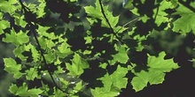 Arce real - Hojas (Acer platanoides)