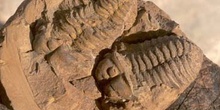 Calymene tristani (Trilobites) Ordovícico