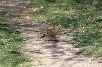 Abubilla (Upupa epops)