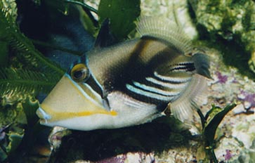 Pez ballesta picasso (Rhineacanthus aculeatus)