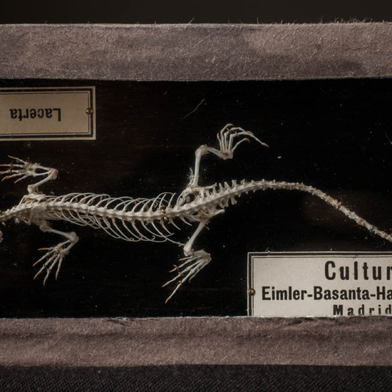 IES_ISABELLACATOLICA_BIOLOGIA_255