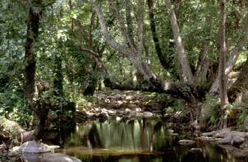 Aliso - Bosque (Alnus glutinosa)