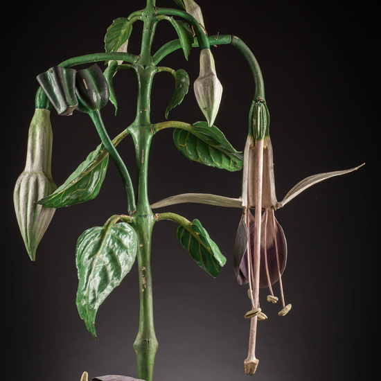 IES_SANISIDRO_MUSEO_Botanica_039