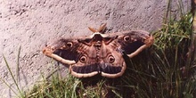 Pavón nocturno (Saturnia pyri)