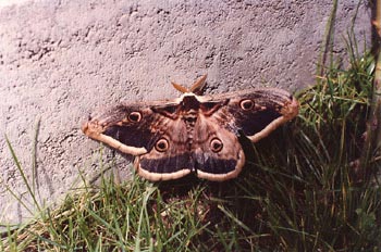Pavón nocturno (Saturnia pyri)