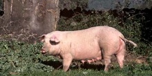 Cerdo doméstico (Sus domesticus)