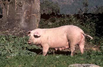 Cerdo doméstico (Sus domesticus)