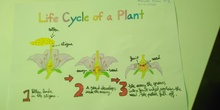 Marcos Perán Life Cycle