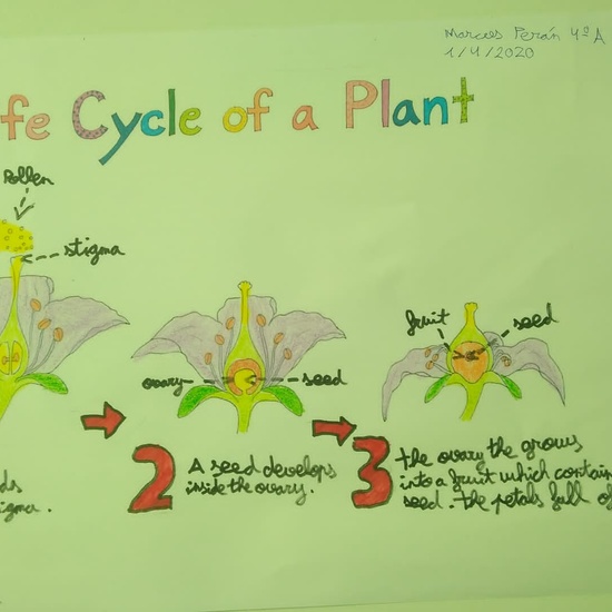 Marcos Perán Life Cycle