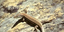Lagartija roquera ? Hembra (Podarcis muralis)