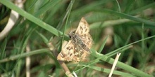 Ajederezada serrana (Pyrgus alveus)