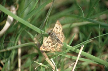 Ajederezada serrana (Pyrgus alveus)