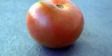 Tomate