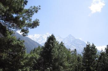 Pinos con montañas nevadas en segundo plano