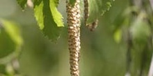 Abedul llorón - Flor (Betula pendula)