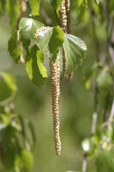 Abedul llorón - Flor (Betula pendula)