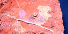 Homoceratoides divaricatum (Ammonites) Carbonífero