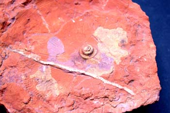 Homoceratoides divaricatum (Ammonites) Carbonífero